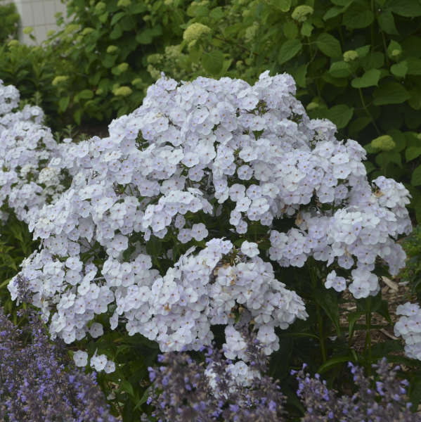 Fashionably Early Crystal Hybrid Phlox with pure white flowers with purple eyes. 