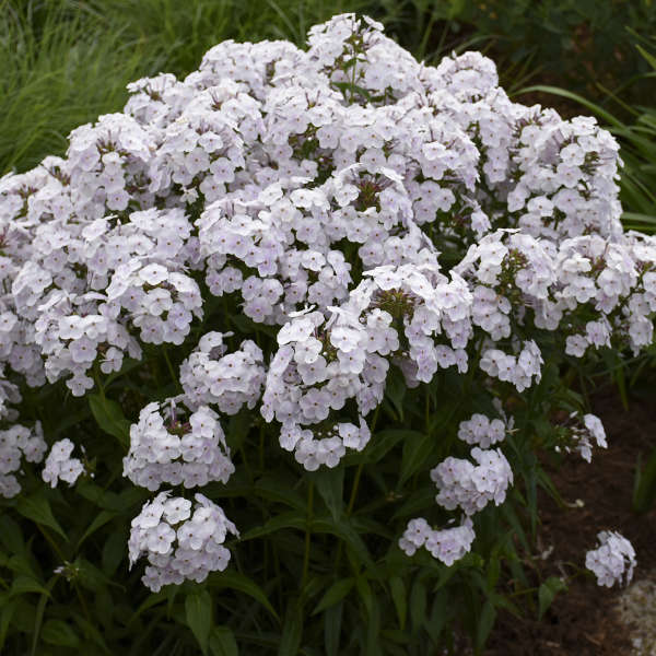 Fashionably Early Crystal Hybrid Phlox with white and purple flowers in a garden. 