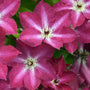 Viva Polonia Clematis with red blooms that have a white star in the center. 