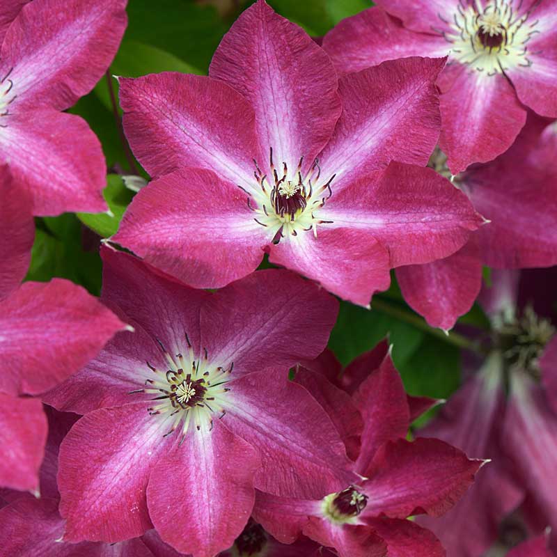 Viva Polonia Clematis with red blooms that have a white star in the center. 