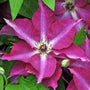 Close-up of a vibrant red Viva Polonia Clematis bloom with white in the center. 