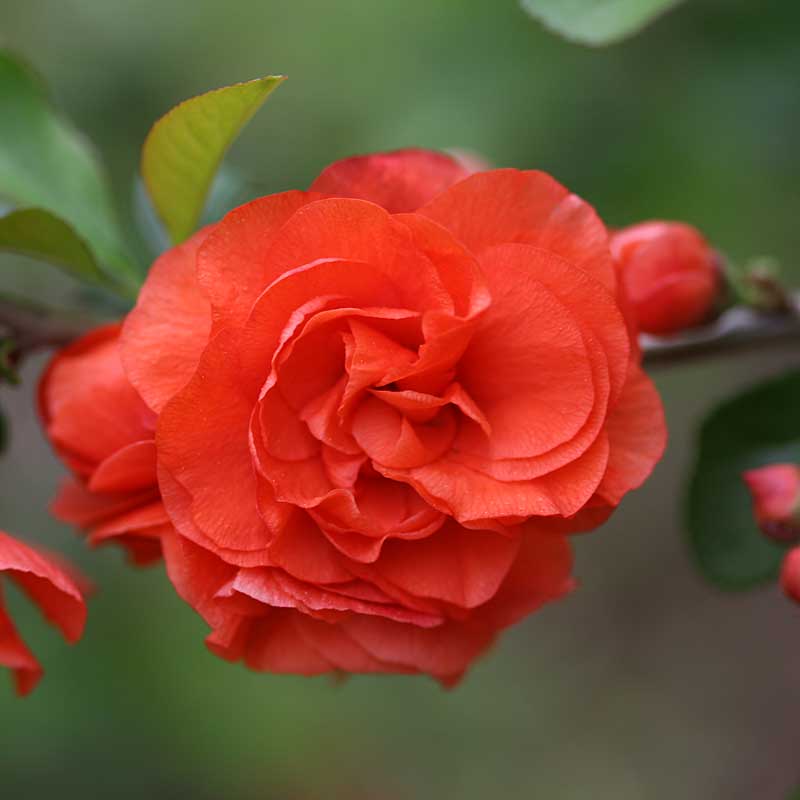 Double Take Orange™ Flowering Quince | Proven Winners – Great