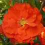 Close-up of a bright orange Double Take Orange Quince flower. 
