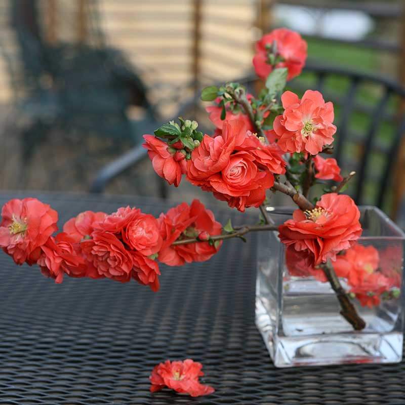 Double Take Orange™ Flowering Quince | Proven Winners – Great