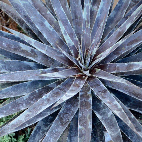 Mad about Mangave® 'Moonglow' Mangave (Mangave)  is rare and unusual for hot gardens. 