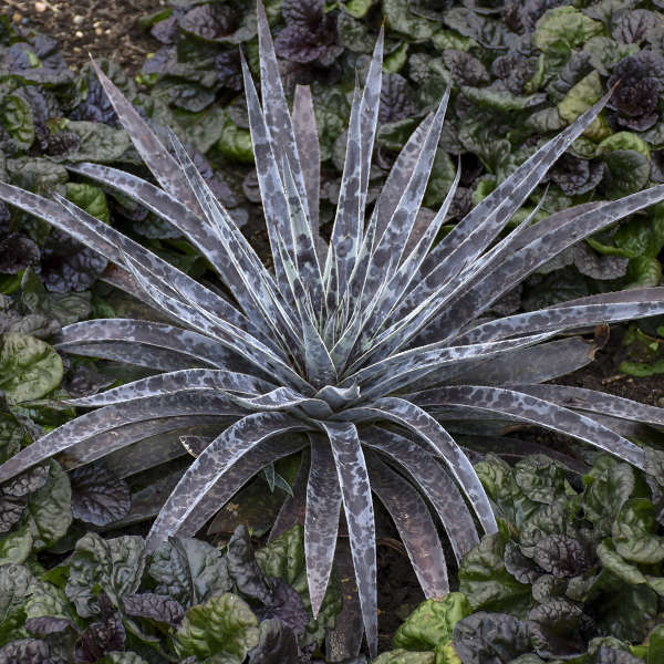 Mad about Mangave® 'Moonglow' Mangave (Mangave) is for cold zones and can overwinter indoors. 