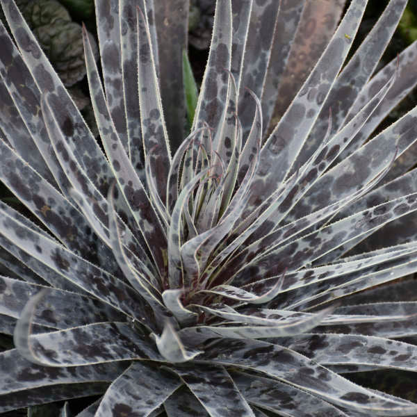 Mad about Mangave® 'Moonglow' Mangave (Mangave)  foliage glows in the landscape with blue and dark purple hues.