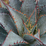 Mad about Mangave® 'Tooth Fairy' Mangave (Mangave) is is a blue-green foliage with rainbow spines.