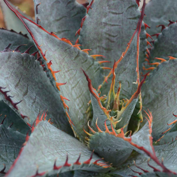 Mad about Mangave® 'Tooth Fairy' Mangave (Mangave) is is a blue-green foliage with rainbow spines.
