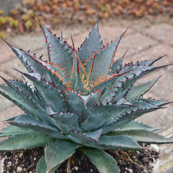 Mad about Mangave® 'Tooth Fairy' Mangave (Mangave) is perfect for container planting