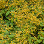 Un groupe d'épimède 'Amber Queen' parsemé de fleurs jaune vif.