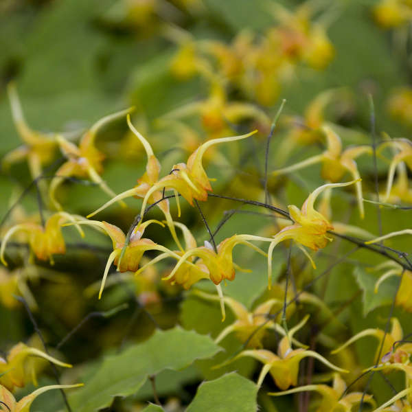 Gros plan sur les fleurs jaunes de l'épimède 'Reine d'ambre'.