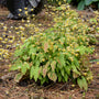 L'épimède 'Amber Queen', avec son feuillage vert et ses délicates fleurs jaunes, est idéale pour les aménagements paysagers.
