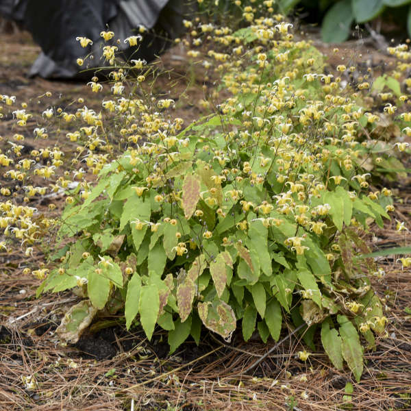 L'épimède 'Amber Queen', avec son feuillage vert et ses délicates fleurs jaunes, est idéale pour les aménagements paysagers.