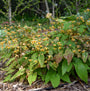 'Amber Queen', une épineuse au feuillage vert teinté de rouge. 