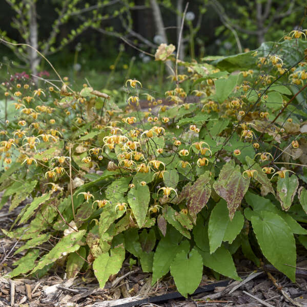 'Amber Queen', une épineuse au feuillage vert teinté de rouge. 