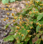 Gros plan sur les délicates fleurs jaunes pendantes de l'épimède 'Amber Queen'.