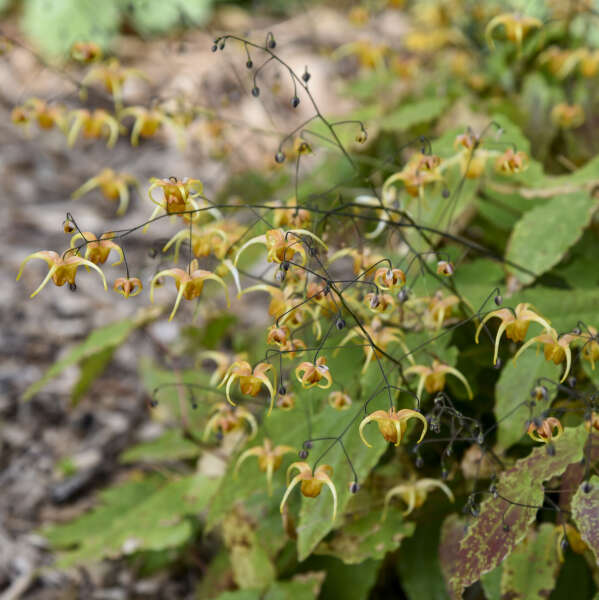Gros plan sur les délicates fleurs jaunes pendantes de l'épimède 'Amber Queen'.