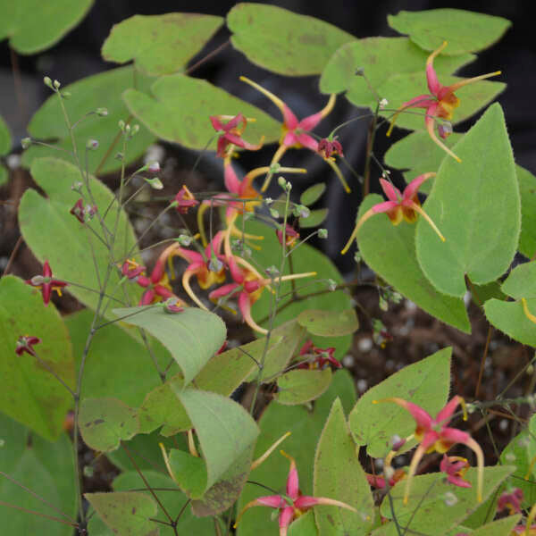 Rigoletto Barrenwort, une plante carnivore aux fleurs uniques suspendues à de fines tiges. 