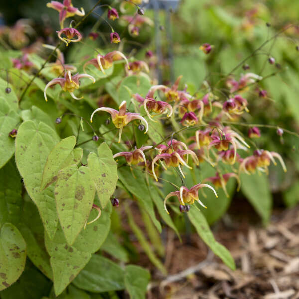 Rigoletto Barrenwort, une plante aux fleurs tricolores uniques qui surplombent des feuilles vertes tachetées de cuivre. 