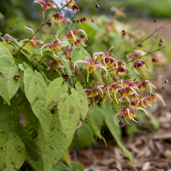 Rigoletto Barrenwort, une plante aux fleurs uniques aux sépales rose tendre, au cœur orange et aux extrémités blanc crème. 