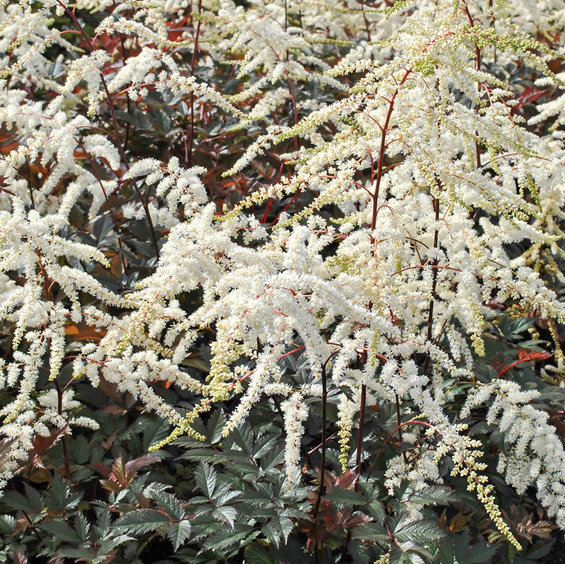 Moccachino Astilbe with creamy white plumes that arch over dark burgundy and chocolate-brown foliage. 