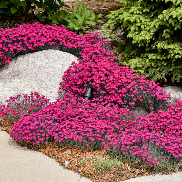 Paint the Town Magenta Dianthus with vibrant pink flowers growing around landscape rocks in a garden. 