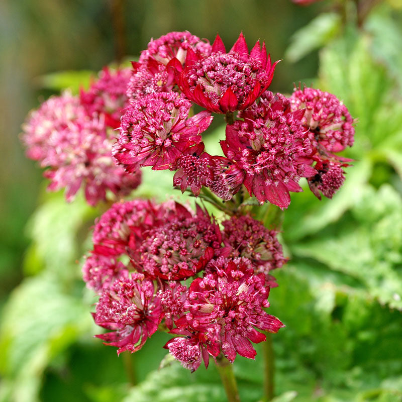 Gros plan sur des grappes de fleurs de l'Astragale des nuages ​​rubis, ressemblant à des coussins à épingles. 