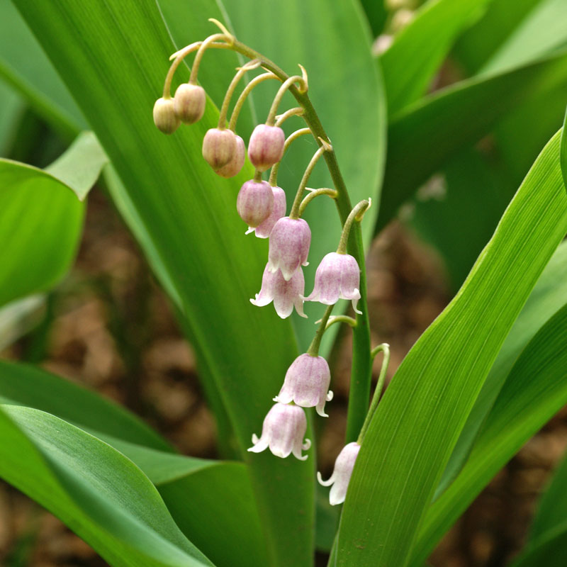 Pale pink bell-shaped Rosea Lily of the Valley blooms hanging over vibrant green foliage. 