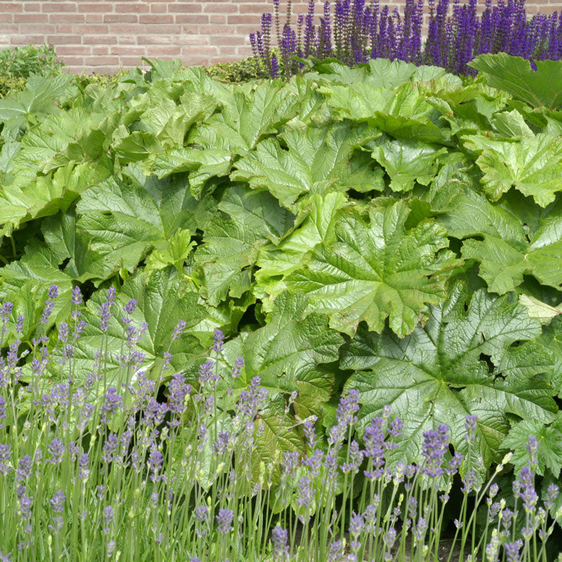 Le darmera 'Peltata' est facile à cultiver.