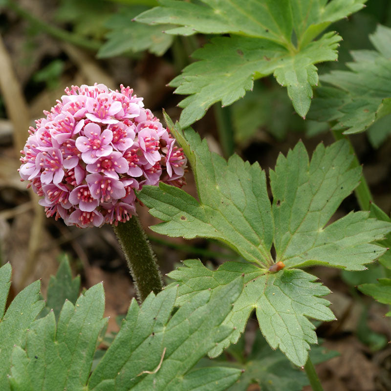 La fleur de la plante parapluie (Darmera 'Peltata') est rose 