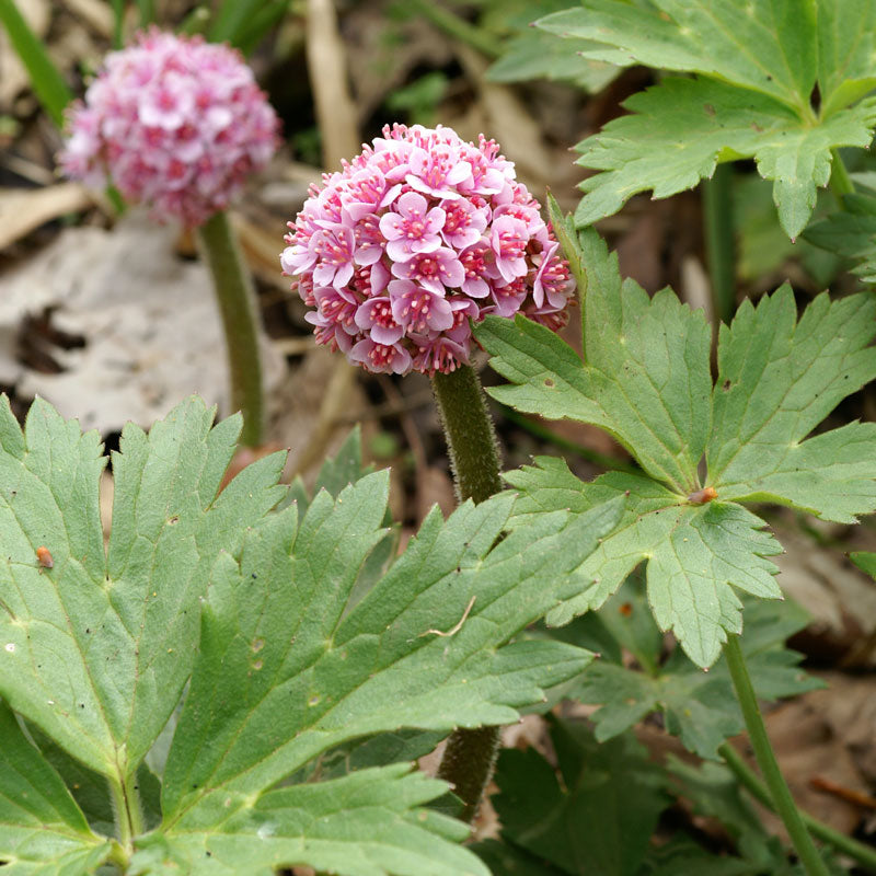 Le darmera 'Peltata' est résistant aux cerfs et aux lapins.