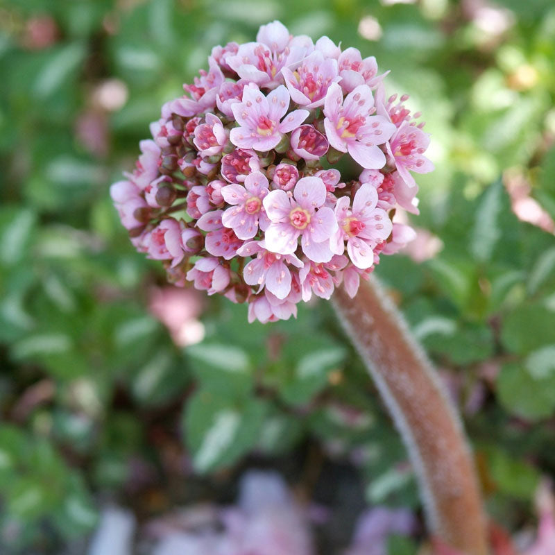 Le darmera 'Peltata' est facile à cultiver dans les endroits humides et difficiles.