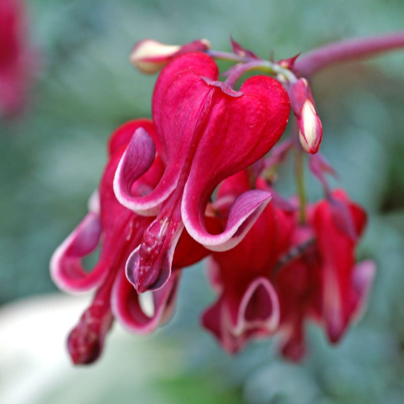 Close-up of a red heart shaped flower with white margins on Burning Hearts Bleeding Heart. 