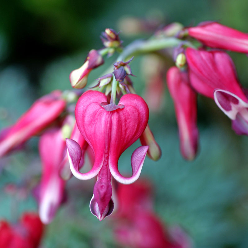 A deep red heart shaped bloom on Burning Hearts Bleeding Heart. 
