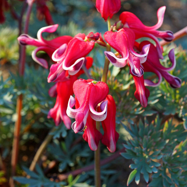 bleeding heart flower seed Burning Hearts' Bleeding Heart