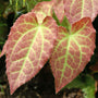 Close-up of Frohnleiten Barrenwort's foliage with red and green marbling. 