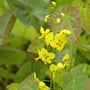 Close-up of Frohnleiten Barrenwort's delicate yellow flowers on a thin stem. 