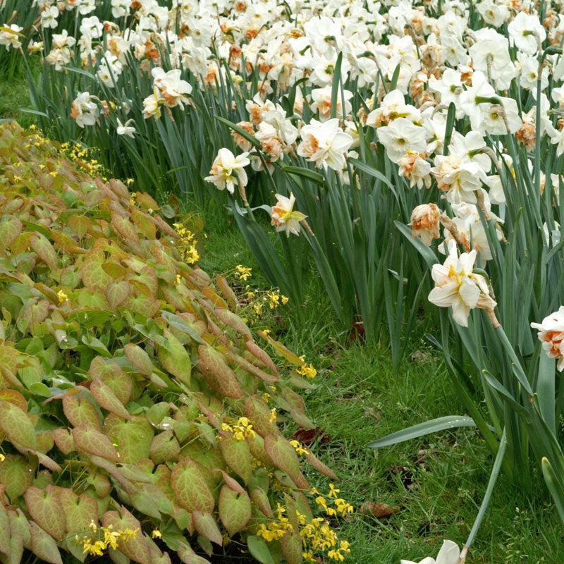 Frohnleiten Barrenwort next to daffodils in a garden. 