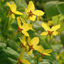 Frohnleiten Barrenwort's delicate yellow flowers on a thin stem. 