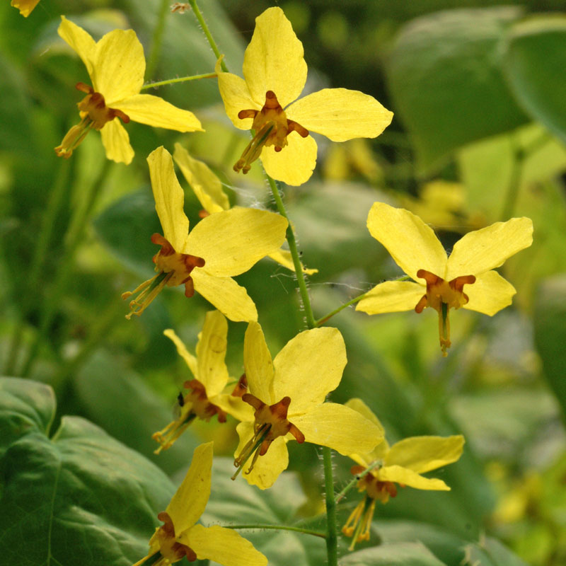 Frohnleiten Barrenwort's delicate yellow flowers on a thin stem. 