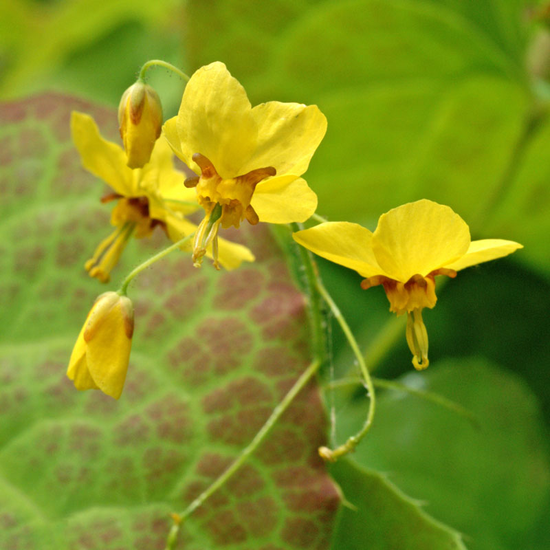 Close-up of yellow Frohnleiten Barrenwort flowers. 