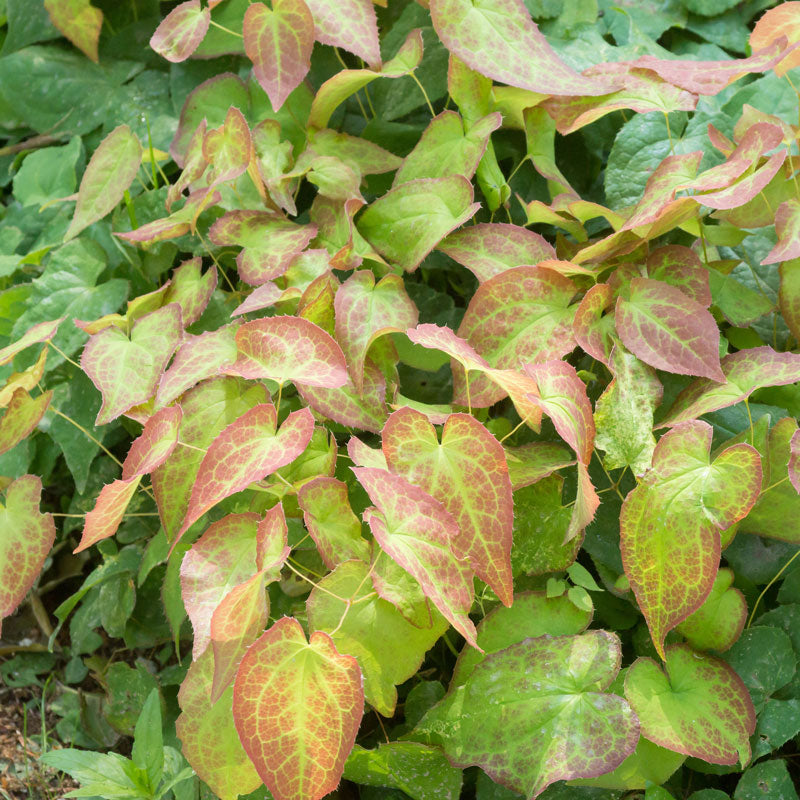 Frohnleiten Barrenwort's heart-shaped foliage with red and green marbling. 