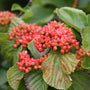 Tandoori Orange Linden Viburnum grows exotic orange fruit clusters late in the season
