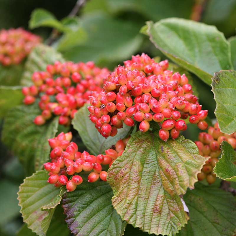 Tandoori Orange Linden Viburnum grows exotic orange fruit clusters late in the season