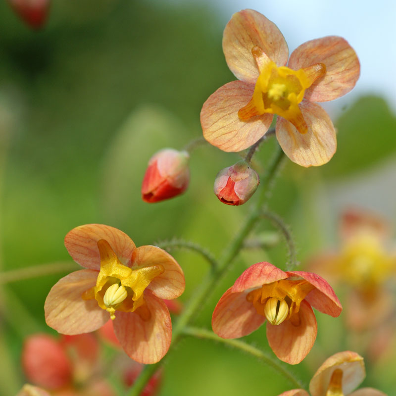 Gros plan sur des fleurs d'épimède orange cuivré. 