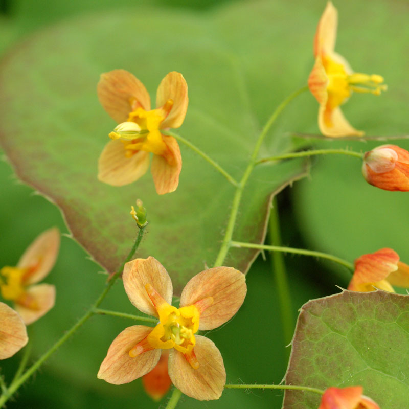 Gros plan sur les fleurs cuivrées et orangées de l'épimède « Reine orange ». 