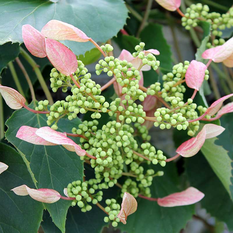 Rose Sensation False Hydrangea Vine has pink and white hued  bracts