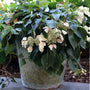 Rose Sensation False Hydrangea Vine has pink blooms