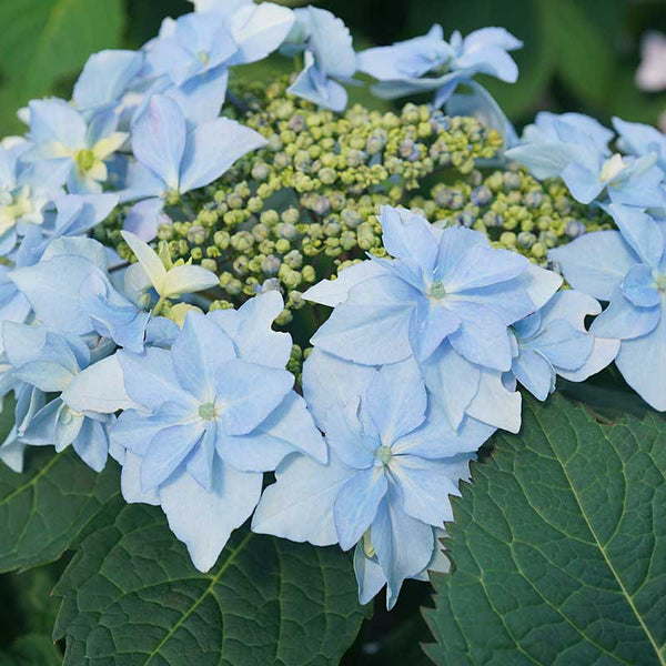Tuff Stuff Ah-Ha® Mountain Hydrangea For Sale | Proven Winners